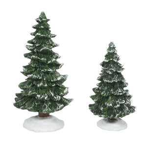 Christmas Spruce Trees