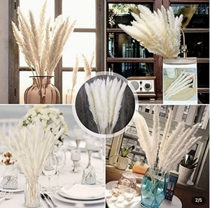 Pampas Grass Pick