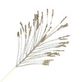 Champagne Gold Firework Pick