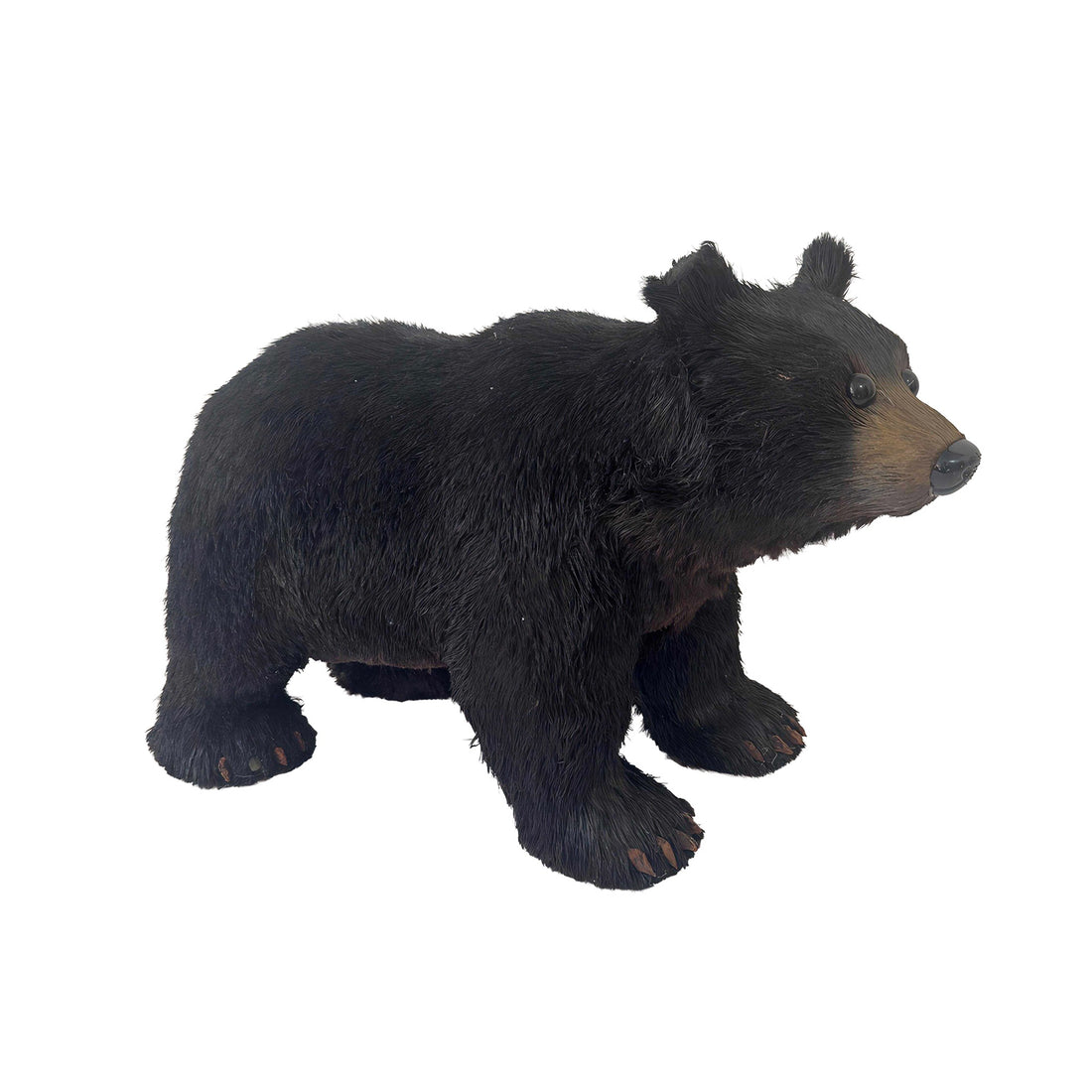 Woodland Majesty: The Big Black Bear