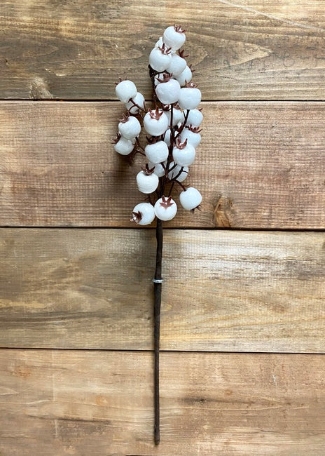Outdoor White Berry Pick
