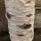 Birch Bark Candle Holder