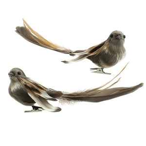 Lovely Brown Bird w Long Tail