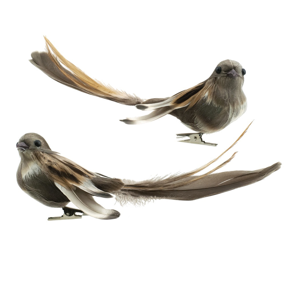 Lovely Brown Bird w Long Tail